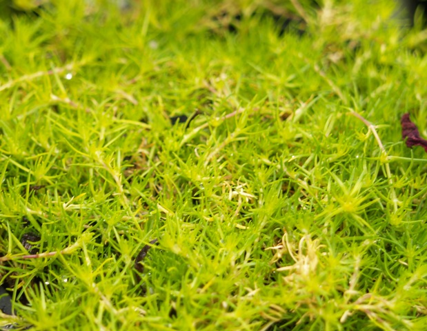 Sagina subulata 